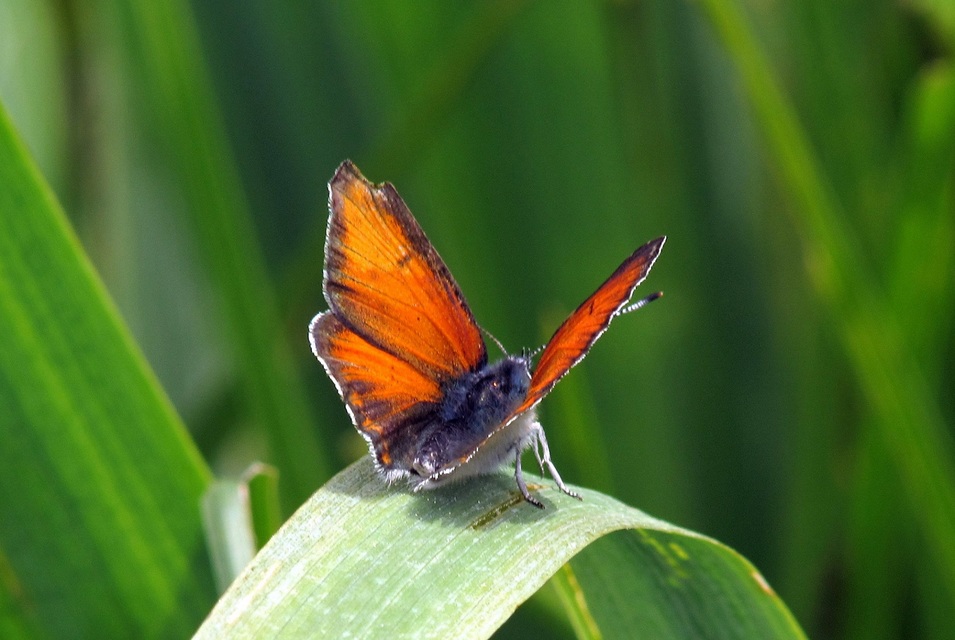 Lycaena hippothoe - havasi tűzlepke