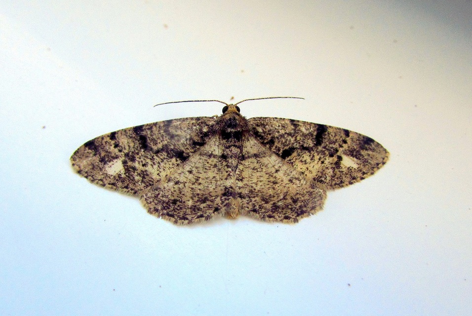 Parectropis similaria - barna zuzmóaraszoló