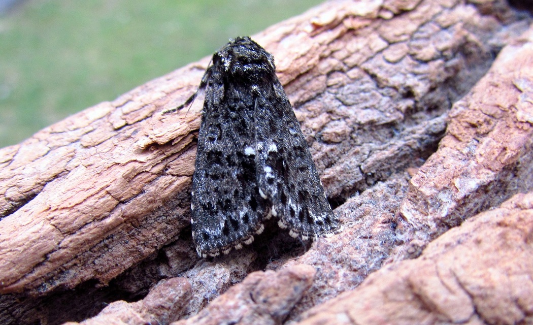 Acronicta rumicis - sóska-szigonyosbagoly Acronicta rumicis - sóska-szigonyosbagoly