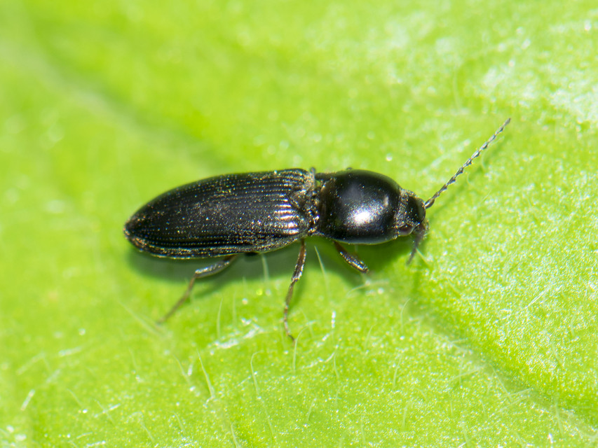 Dicronychus rubripes - kis szívespattanó