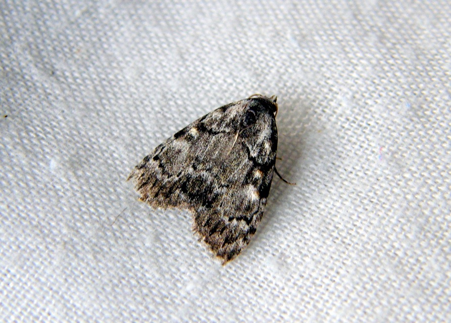 Meganola strigula - hamvas pamacsosszövő