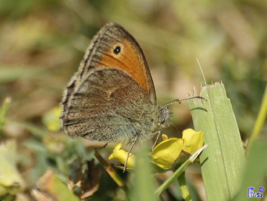 Coenonympha pamphilus - kis szénalepke