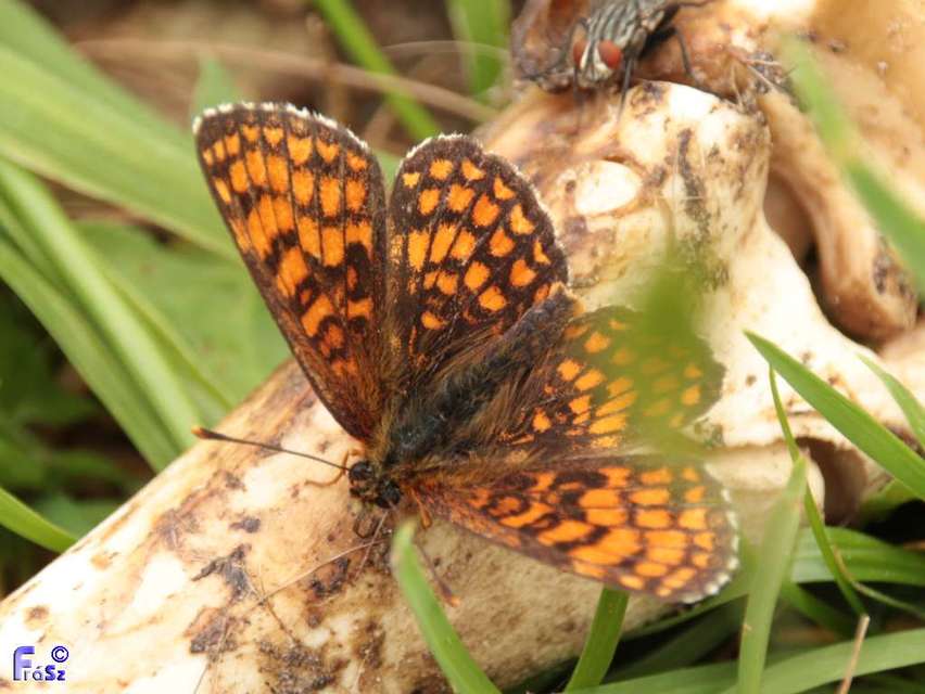 Melitaea athalia/aurelia/britomartis