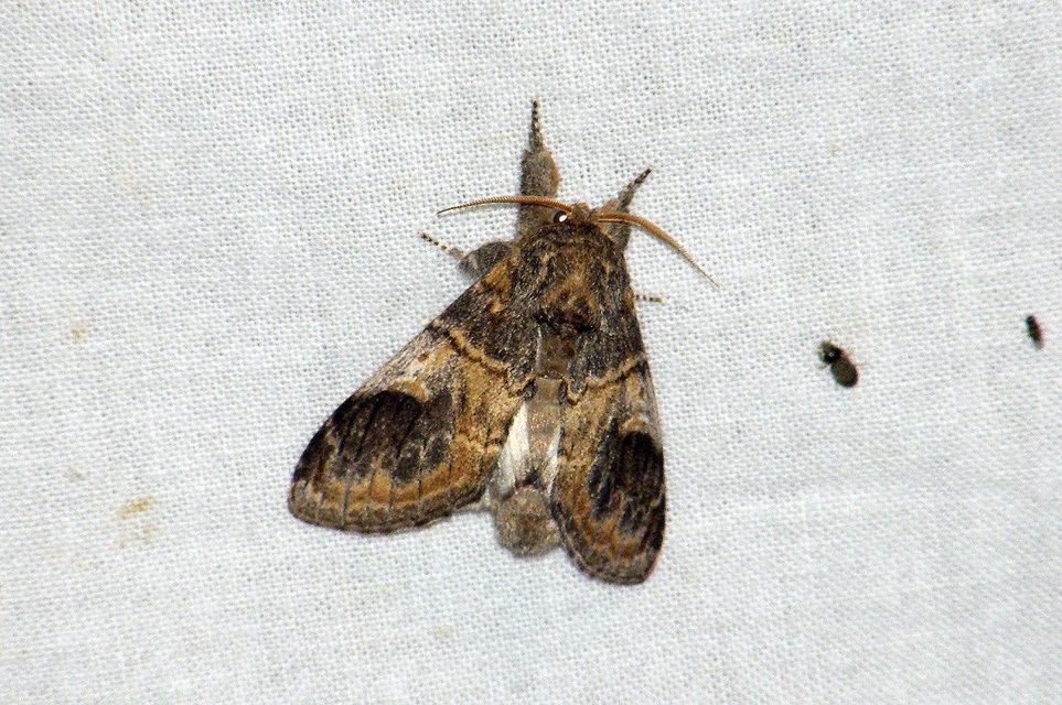 Notodonta tritophus - tarajos púposszövő