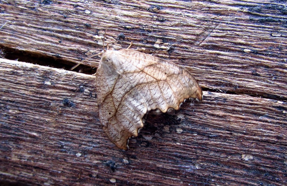 Falcaria lacertinaria - csipkés sarlósszövő