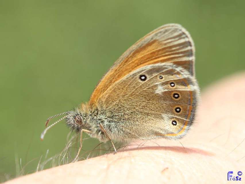 Coenonympha glycerion - közönséges szénalepke