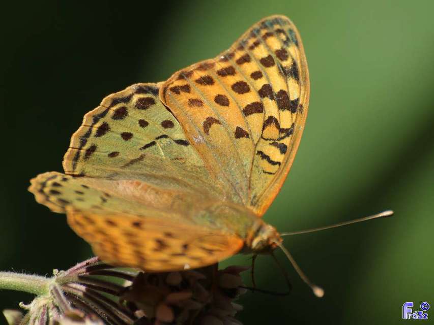 Argynnis pandora - zöldes gyöngyházlepke