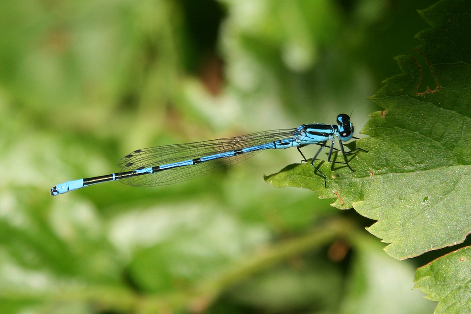 Coenagrion puella - azúrkék légivadász