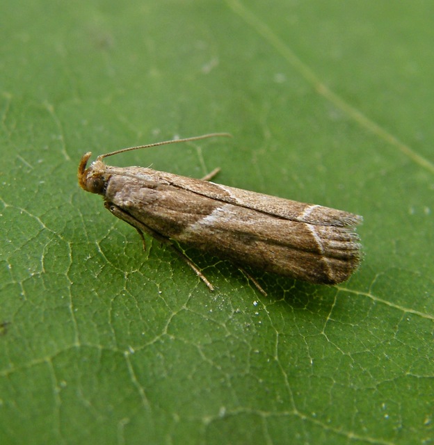 Nyctegretis lineana - agátszínű karcsúmoly