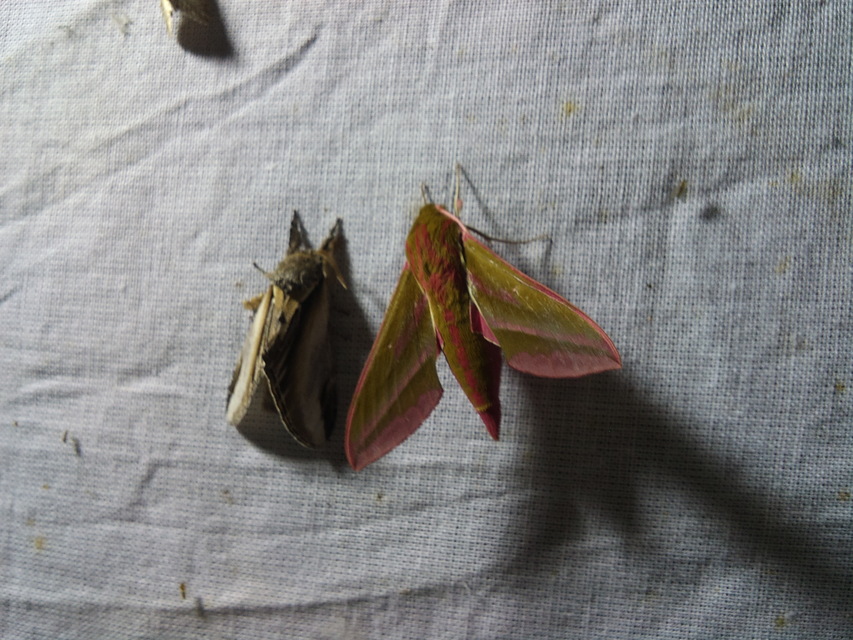 Deilephila elpenor - szőlőszender