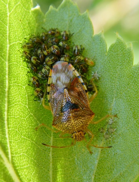 Elasmucha grisea - nyír-dajkapoloska Elasmucha grisea - nyír-dajkapoloska