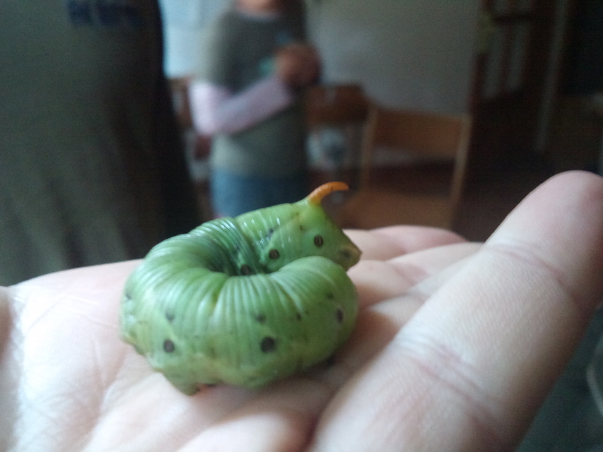 Agrius convolvuli - szulákszender