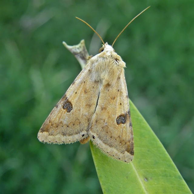 Heliothis peltigera - nagy veteménybagoly