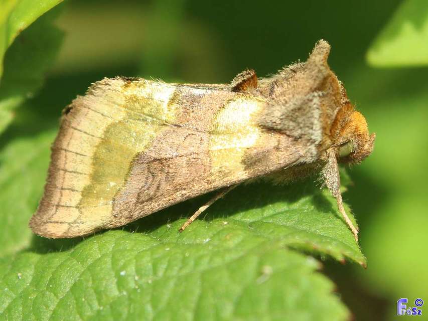 Diachrysia chrysitis - aranybagoly
