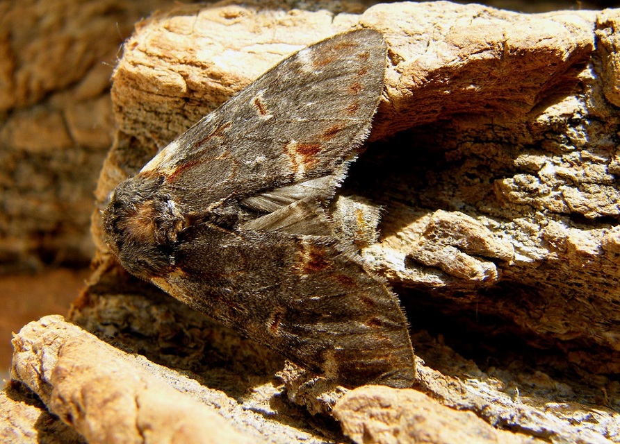 Notodonta dromedarius - tevehátú púposszövő