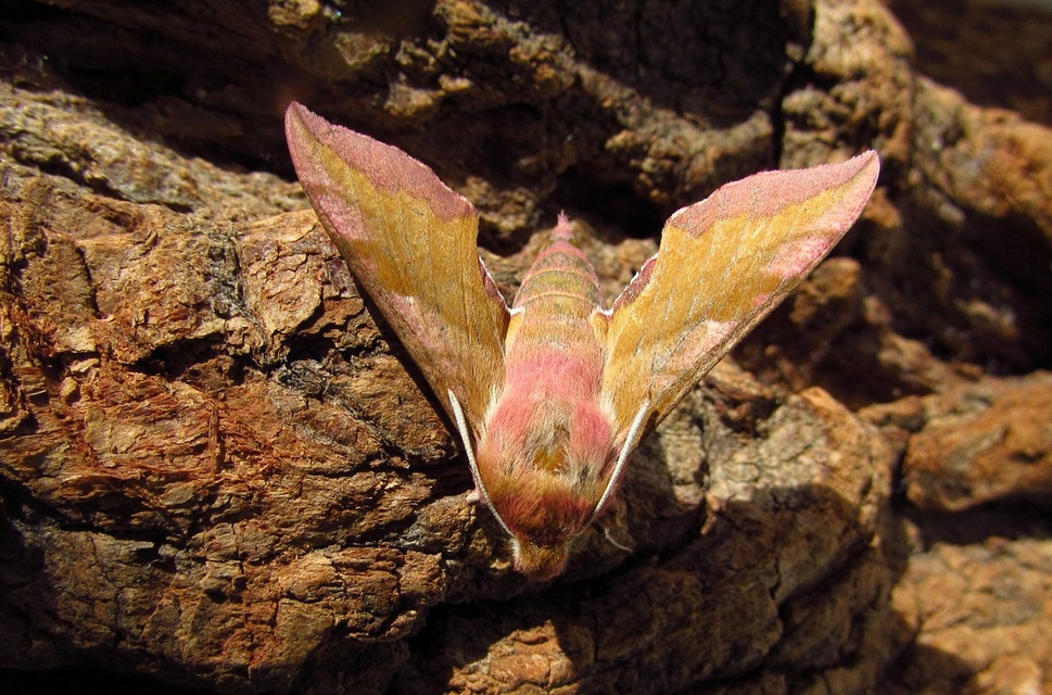 Deilephila porcellus - piros szender