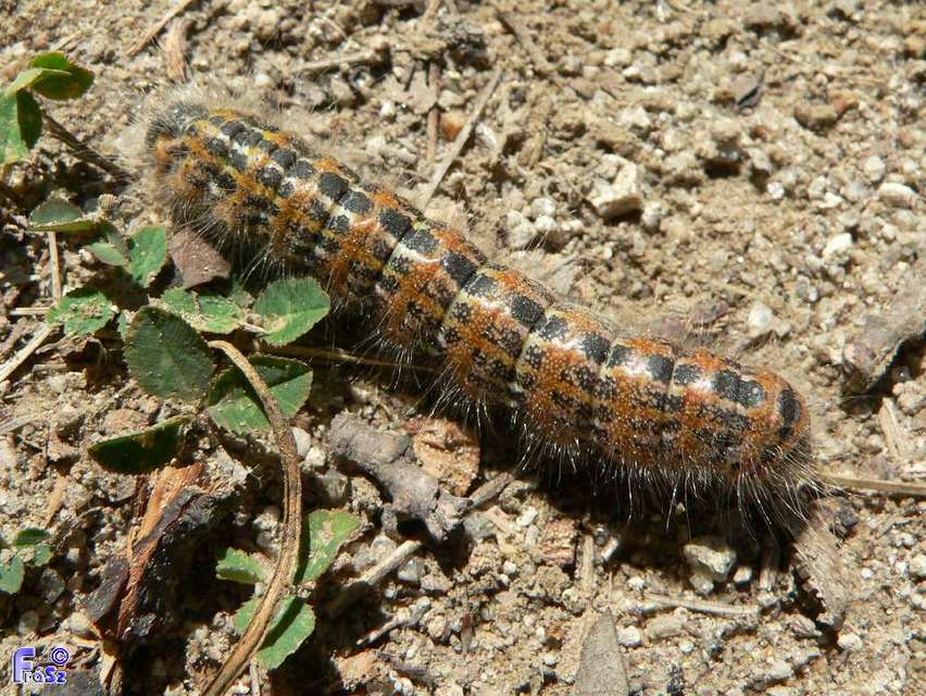 Phalera bucephala - sárgafoltos púposszövő