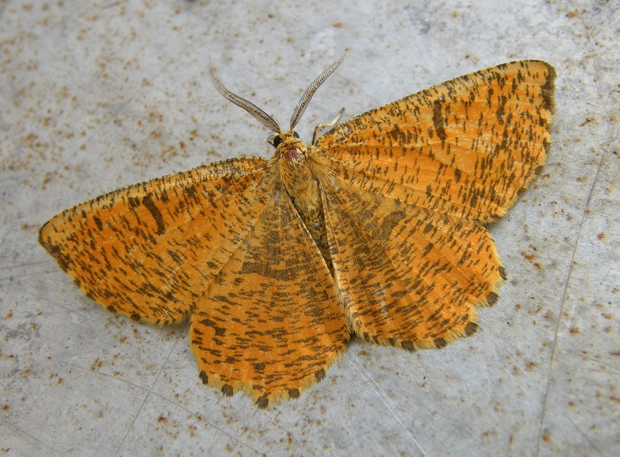 Angerona prunaria - sárga kökényaraszoló