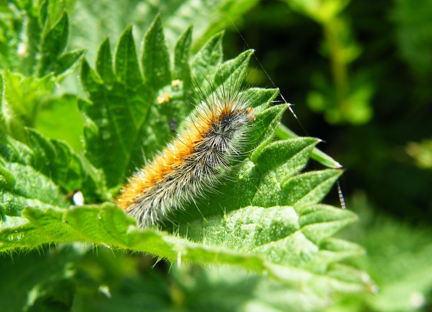 Rhyparia purpurata - bíborszínű medvelepke