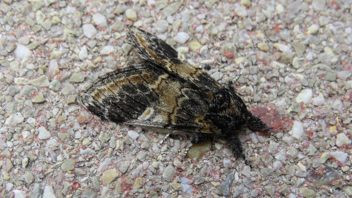 Notodonta tritophus - tarajos púposszövő