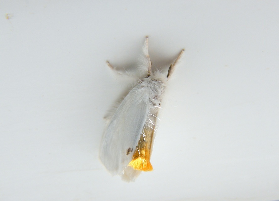 Sphrageidus similis - sárgafarú szövő
