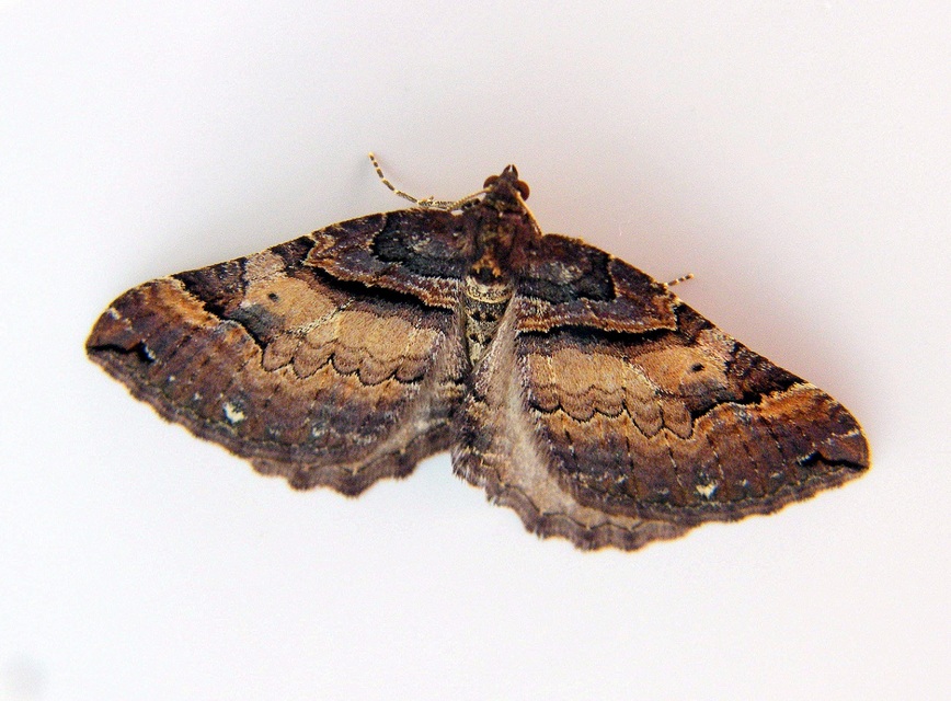 Earophila badiata - csipkerózsa-araszoló