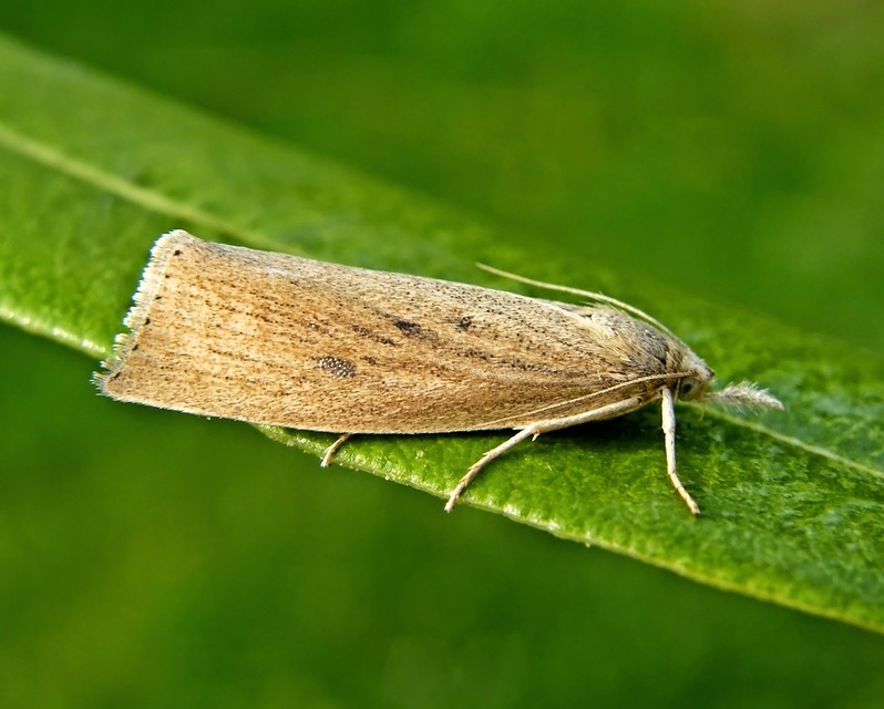 Calamotropha paludella - barna nádlevélmoly