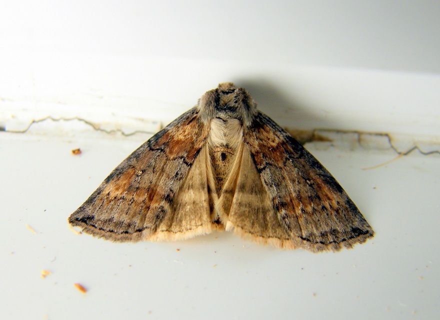 Cymatophorima diluta - őszi pihésszövő