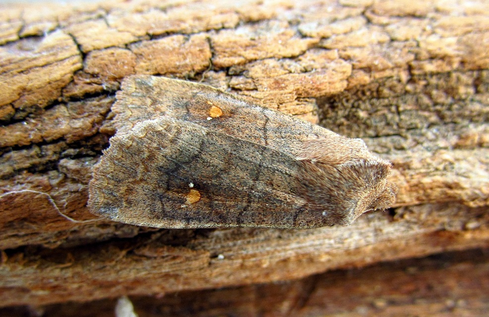 Eupsilia transversa - holdacskás télibagoly