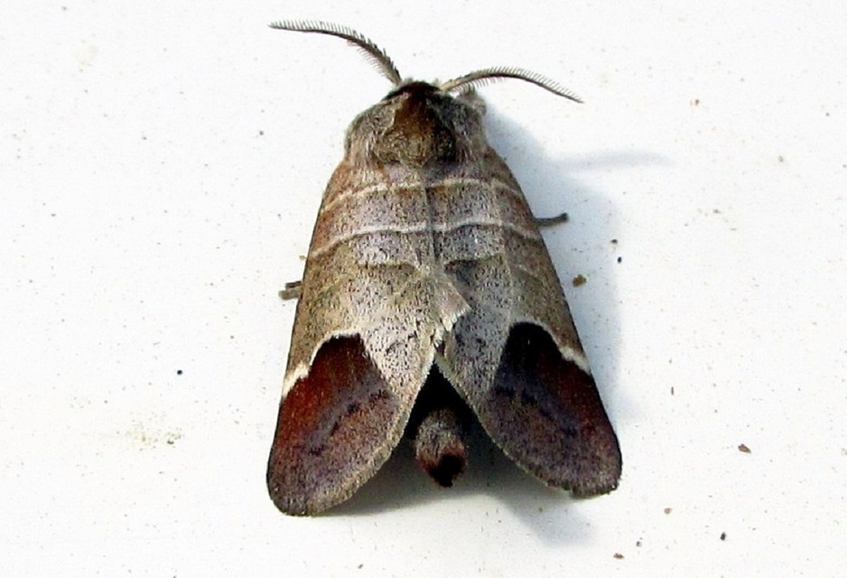 Clostera curtula - rövidszárnyú levélszövő