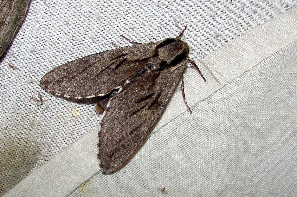 Hyloicus pinastri - fenyőszender