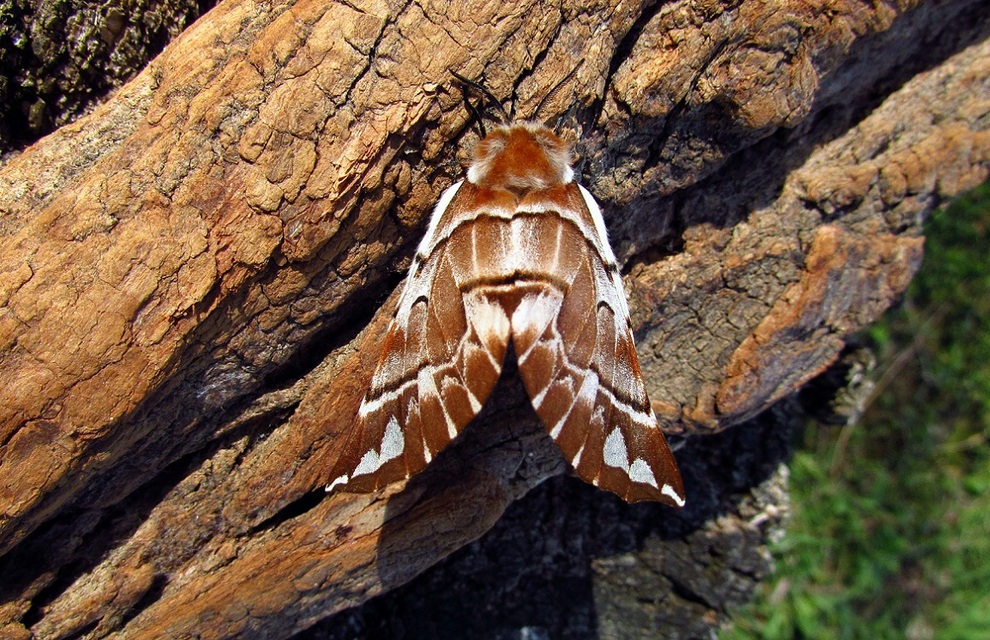 Endromis versicolora - tarkaszövő