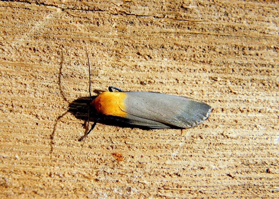 Lithosia quadra - négypettyes zuzmószövő