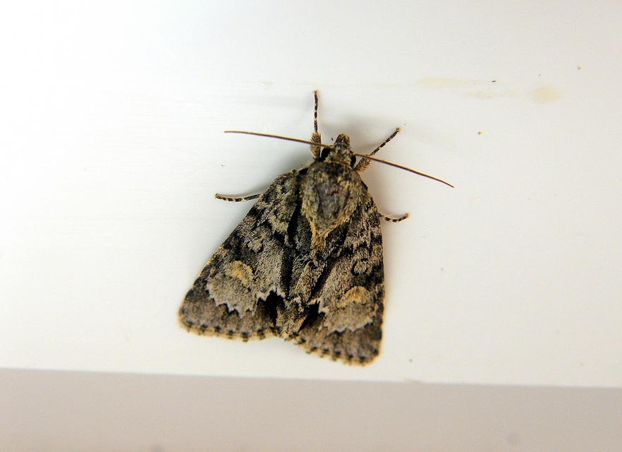 Acronicta strigosa - kis szigonyosbagoly