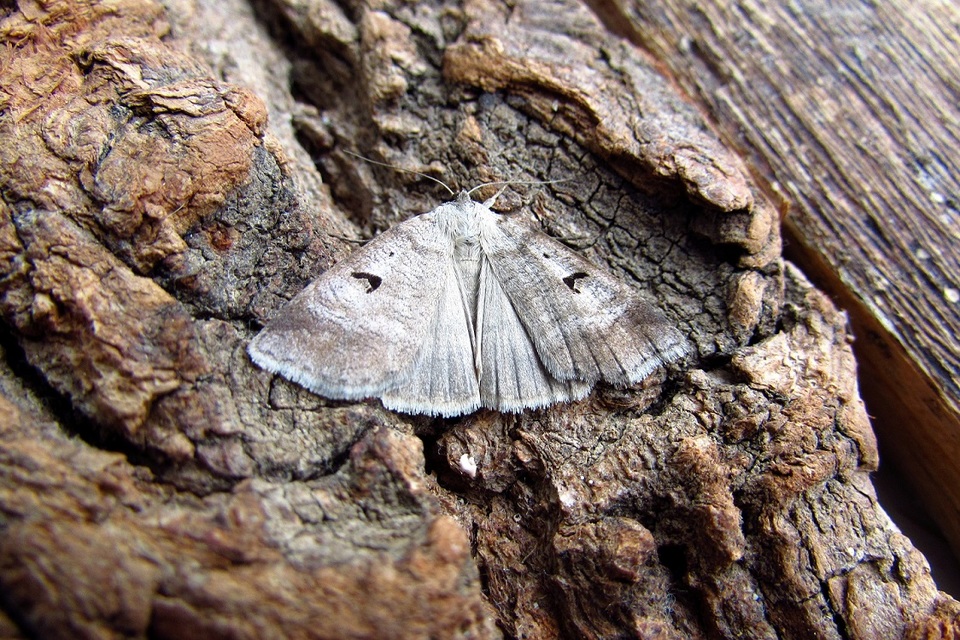 Lygephila pastinum - közönséges csüdfűbagoly