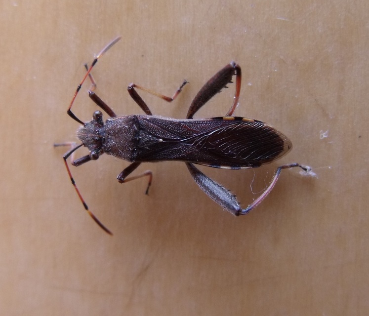 Camptopus lateralis - görbelábú karimáspoloska