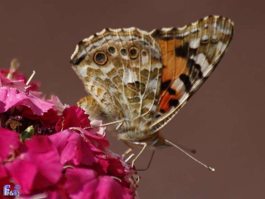 Vanessa cardui - bogáncslepke