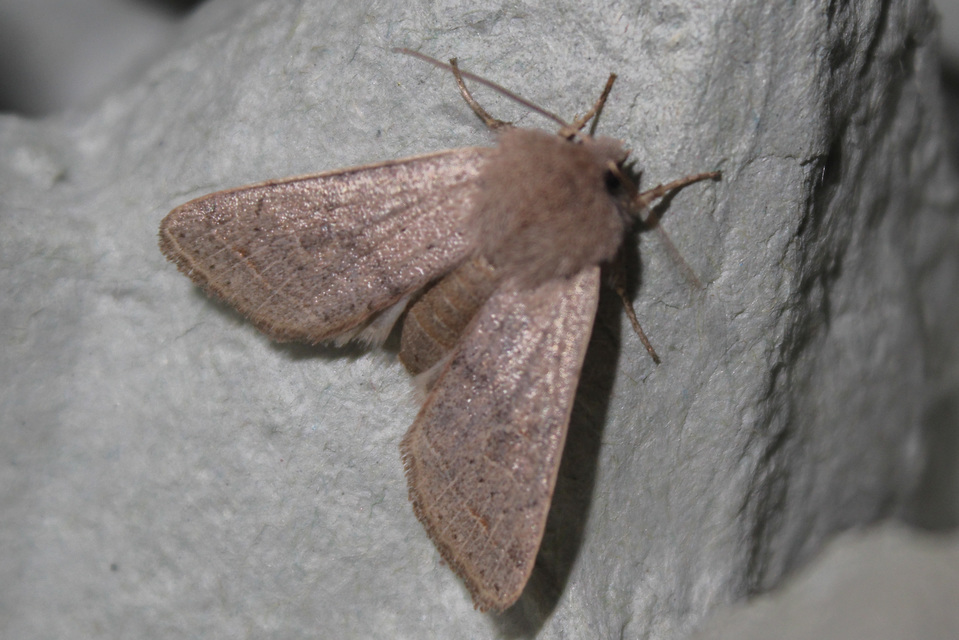 Orthosia cerasi - közepes barkabagoly