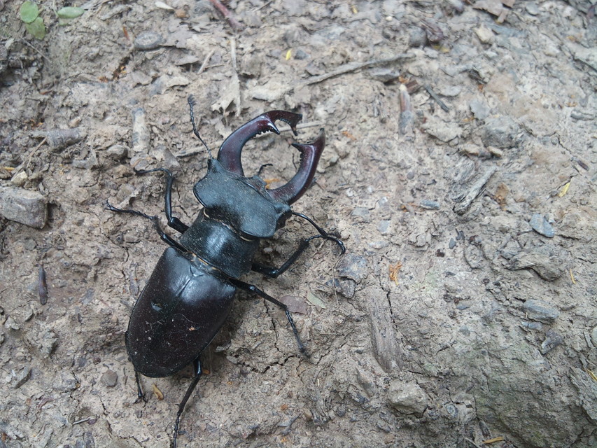 Lucanus cervus - nagy szarvasbogár