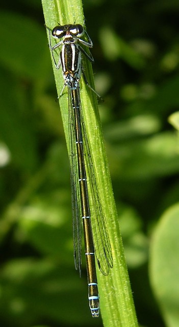 Coenagrion puella - azúrkék légivadász