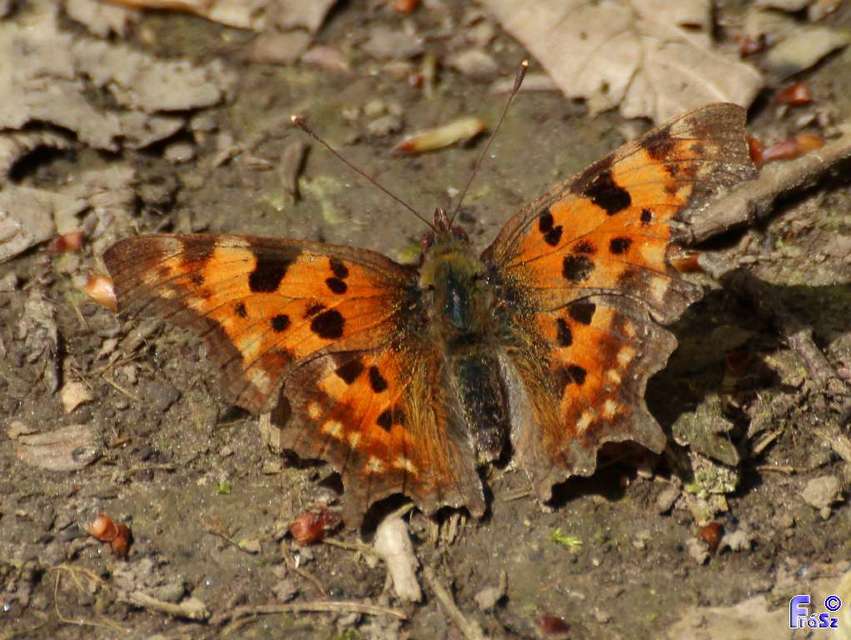 Nymphalis c-album - C-betűs lepke