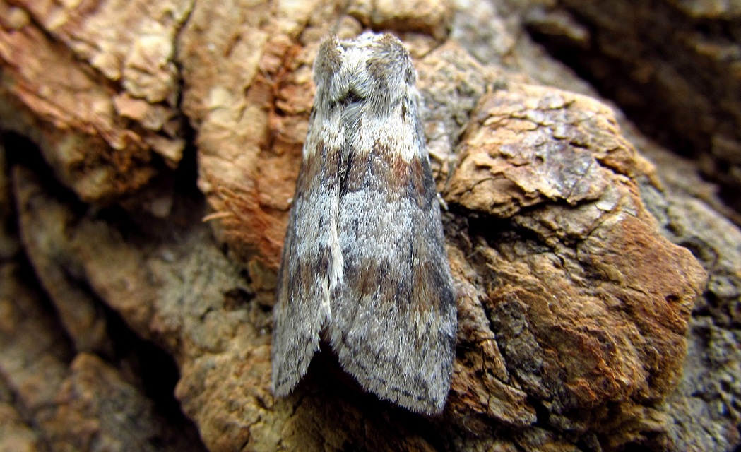 Cymatophorima diluta - őszi pihésszövő