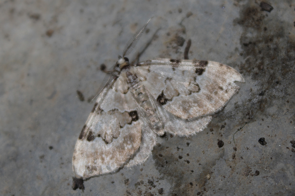 Colostygia pectinataria - zöld levélaraszoló