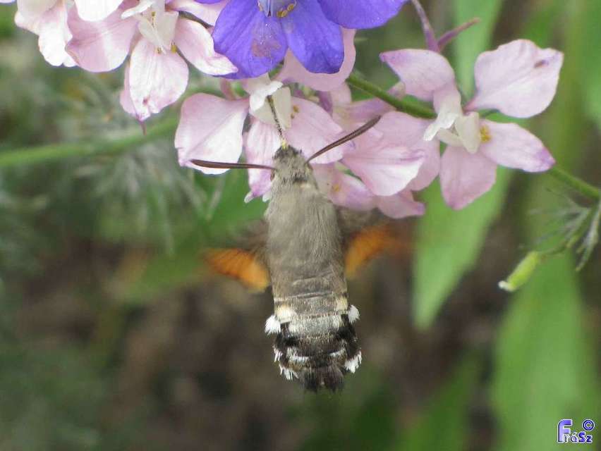 Macroglossum stellatarum - kacsafarkú szender