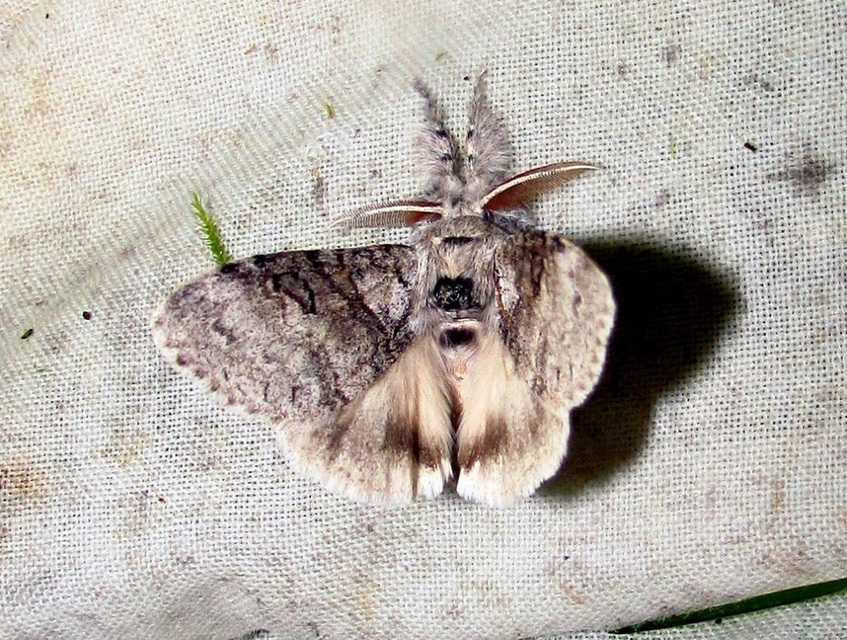 Calliteara pudibunda - hamvasszövő