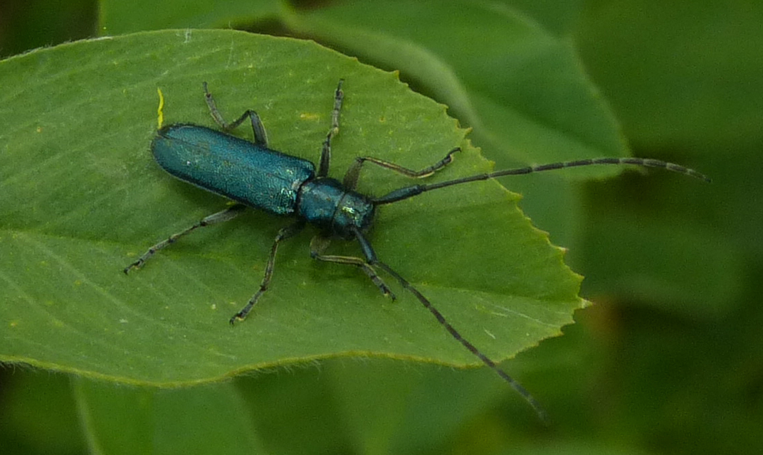 Agapanthia violacea - kék somkórócincér