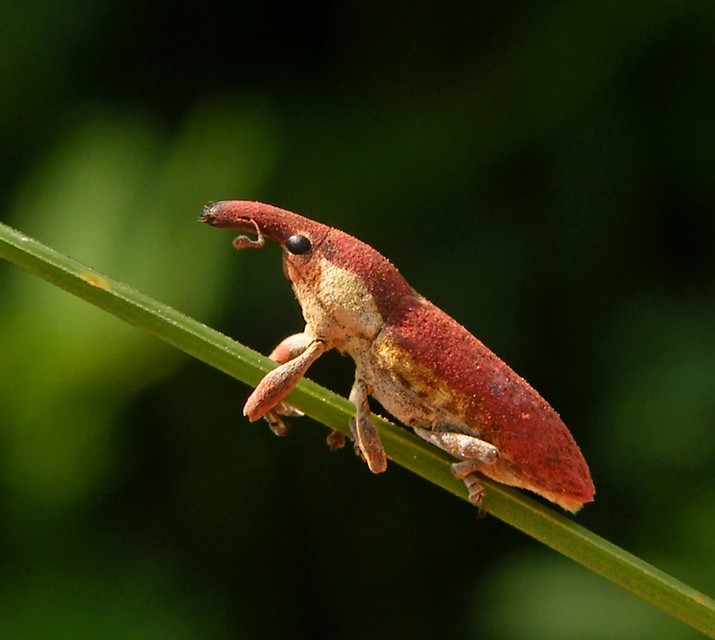 Lixus angustus - rövid dudvabarkó