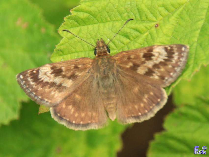 Erynnis tages - cigánylepke