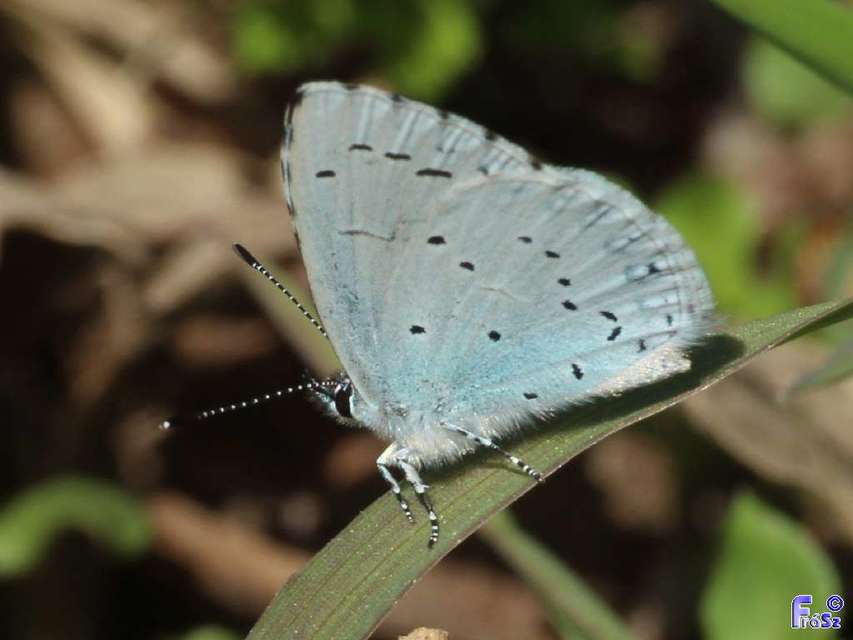 Celastrina argiolus - bengeboglárka