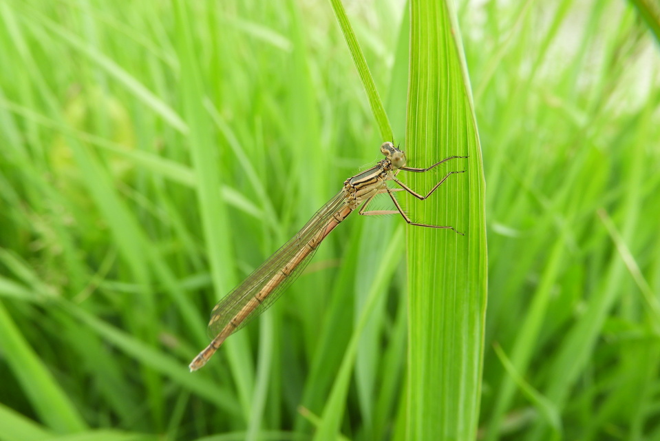 Platycnemis pennipes - széleslábú szitakötő